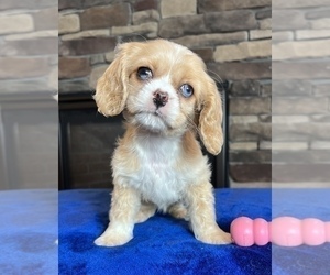 Cocker Spaniel Puppy for sale in NOBLESVILLE, IN, USA