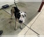 Small Mutt
