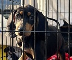 Small Photo #22 Black and Tan Coonhound-Bluetick Coonhound Mix Puppy For Sale in OAK HILLS, CA, USA