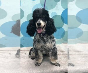 Poodle (Toy) Dogs for adoption in Lincolnwood, IL, USA