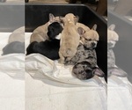 Small Photo #27 French Bulldog Puppy For Sale in LILLINGTON, NC, USA