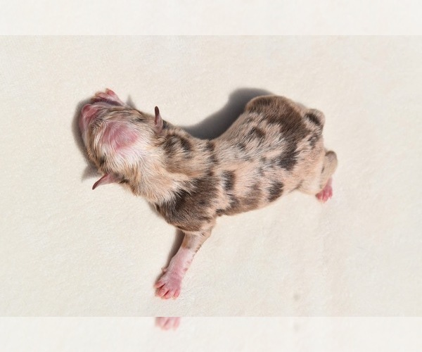 Medium Photo #3 Miniature Australian Shepherd Puppy For Sale in PALM COAST, FL, USA