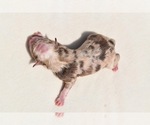 Small #2 Miniature Australian Shepherd