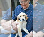 Small #3 Golden Retriever