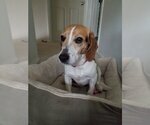 Small Photo #3 Beagle-Unknown Mix Puppy For Sale in Herndon, VA, USA