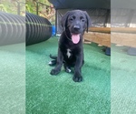 Puppy 6 German Shepherd Dog-Labradoodle Mix