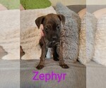 Puppy 4 Bullmastiff-Bullypit Mix