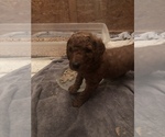 Small Photo #11 Poodle (Standard) Puppy For Sale in VICTOR, NY, USA