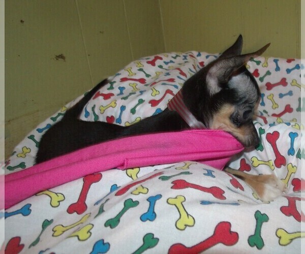 Medium Photo #2 Chihuahua Puppy For Sale in PATERSON, NJ, USA