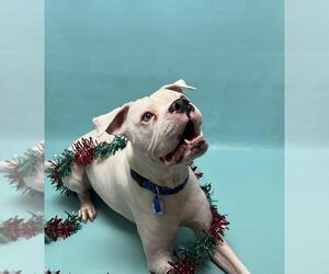 Boxer-Unknown Mix Dogs for adoption in Fort Collins, CO, USA