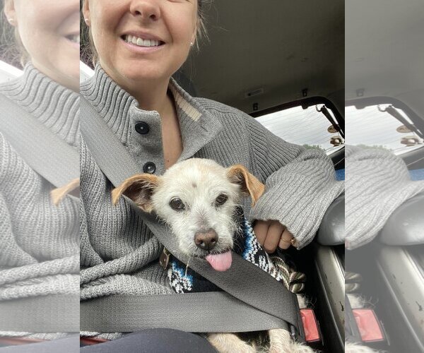 Medium Photo #2 Mutt Puppy For Sale in  Ramona, CA, USA