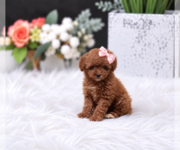 Medium Photo #8 Poodle (Miniature) Puppy For Sale in MIAMI, FL, USA