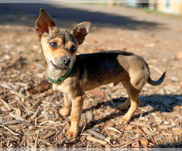 Medium Photo #3 Mutt Puppy For Sale in Corona, CA, USA