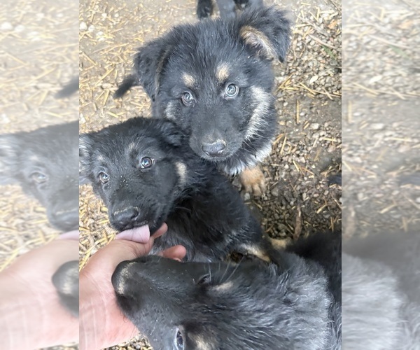 Medium Photo #1 German Shepherd Dog Puppy For Sale in PULASKI, PA, USA