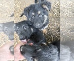Small German Shepherd Dog