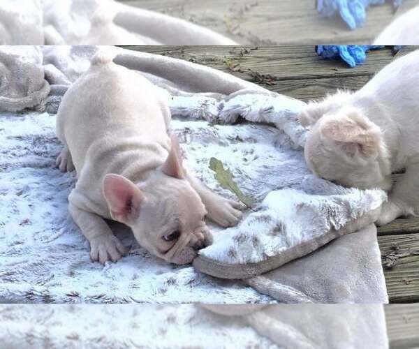 Medium Photo #3 French Bulldog Puppy For Sale in BOSTON, KY, USA