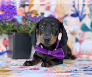 Dachshund Puppy for sale in LANCASTER, PA, USA