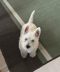 West Highland White Terrier Puppy for sale in BOIS D ARC, MO, USA