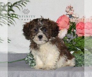 ShihPoo Puppy for Sale in RISING SUN, Maryland USA