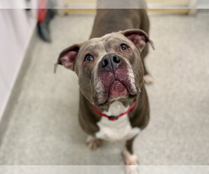 American Staffordshire Terrier-Unknown Mix Dogs for adoption in Fort Collins, CO, USA