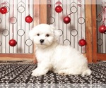 Small Photo #13 Zuchon Puppy For Sale in NAPLES, FL, USA