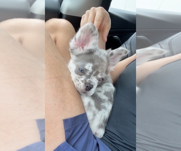Medium Photo #1 French Bulldog Puppy For Sale in MIAMI, FL, USA