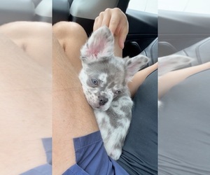 French Bulldog Puppy for sale in MIAMI, FL, USA