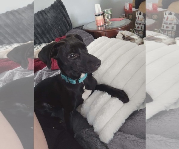 Medium Photo #1 Pug-Whippet Mix Puppy For Sale in Sheboygan, WI, USA