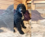 Puppy Blue Boy Bernedoodle