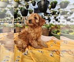 Puppy Roxie Poodle (Miniature)