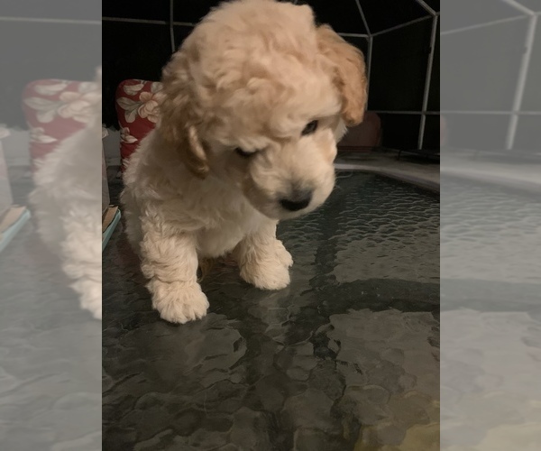 Medium Photo #10 Goldendoodle (Miniature) Puppy For Sale in EDGEWATER, FL, USA