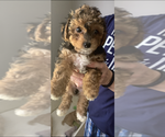 Small Photo #1 YorkiePoo Puppy For Sale in LYNCHBURG, VA, USA