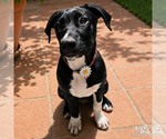 Small #2 Labrador Retriever-Retriever  Mix