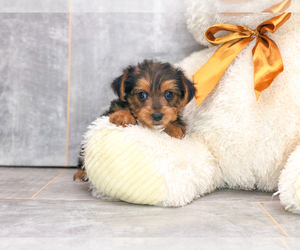 Yorkshire Terrier Puppy for sale in CLEVELAND, NC, USA