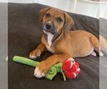 Small Photo #13 Boxer-Unknown Mix Puppy For Sale in McKinney, TX, USA
