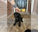Puppy Puppy 4 Cane Corso