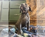 Litter of 12 - Male(s) and Female(s) Cane CorsoLitter of Puppies for Sale - Photo #2