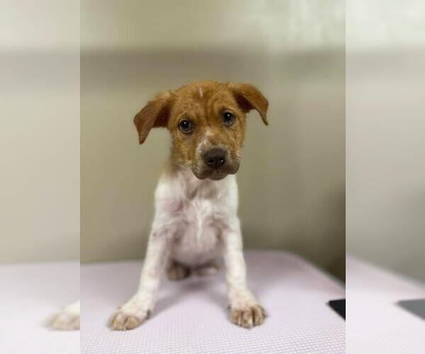 Medium Photo #1 Beagle-Unknown Mix Puppy For Sale in Westminster, MD, USA