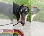 Small #10 Doberman Pinscher