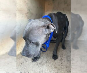 American Pit Bull Terrier Dogs for adoption in West Palm Beach, FL, USA
