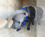 Small American Pit Bull Terrier