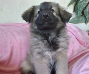 King Shepherd Puppy for sale in YUCCA VALLEY, CA, USA