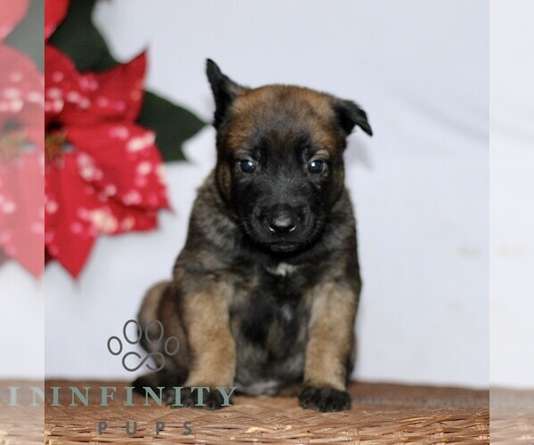 Medium Photo #1 Belgian Malinois Puppy For Sale in STRASBURG, PA, USA