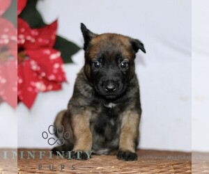 Belgian Malinois Puppy for sale in STRASBURG, PA, USA