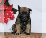 Small Belgian Malinois