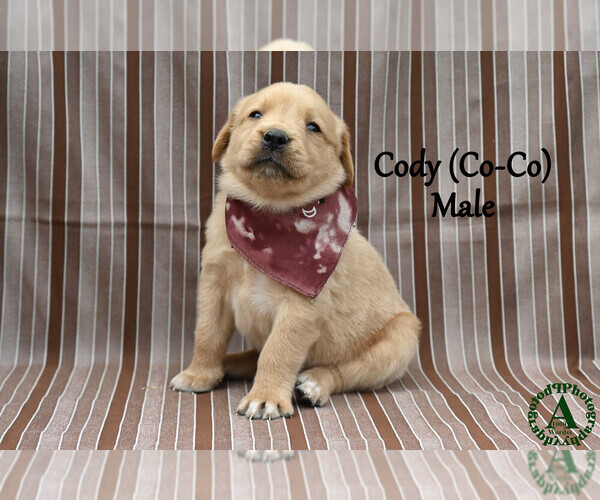 Medium Photo #26 Golden Labrador Puppy For Sale in BRIDGEWATER, VA, USA