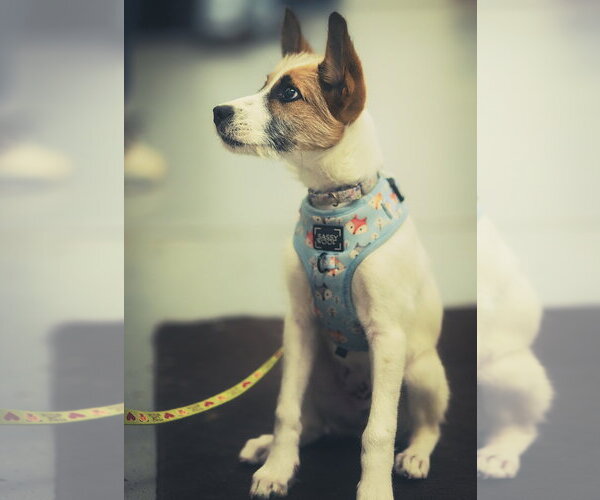 Medium Photo #9 Mutt Puppy For Sale in Brooklyn Center, MN, USA
