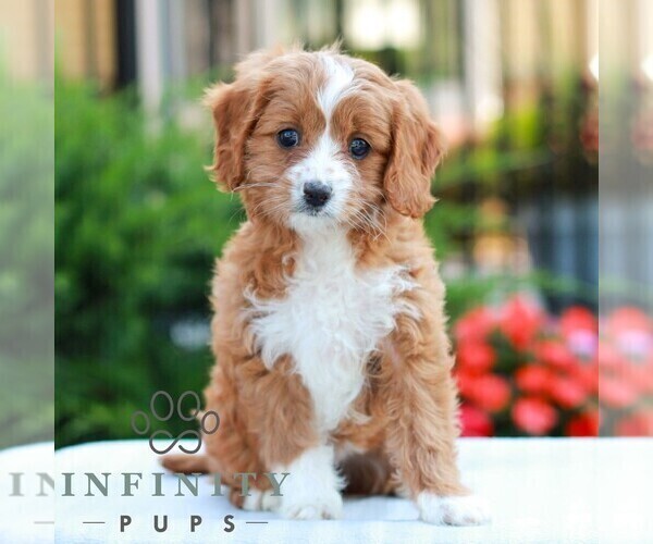 Medium Photo #3 Cavapoo (Miniature) Puppy For Sale in LITITZ, PA, USA