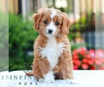 Small #2 Cavapoo (Miniature)