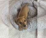 Small #14 Dachshund